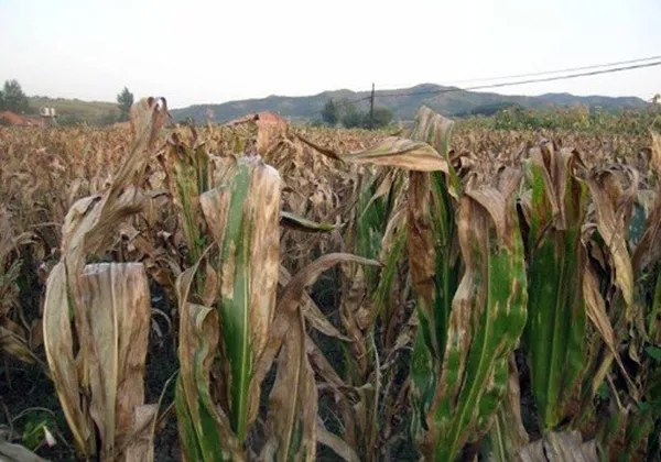 1638502761.jpg 640.webp (3).jpg